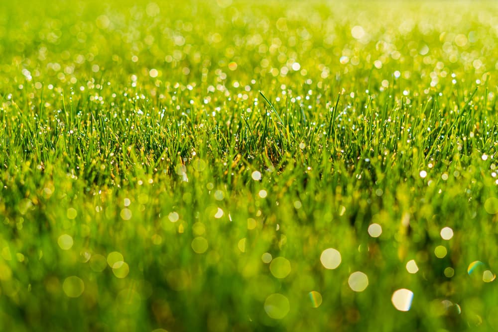 Healthy Grass Banner Image