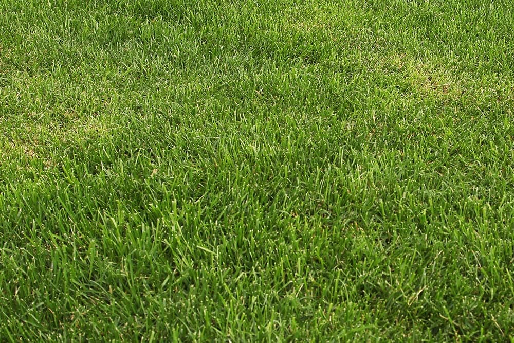 Healthy Lawn Banner Image